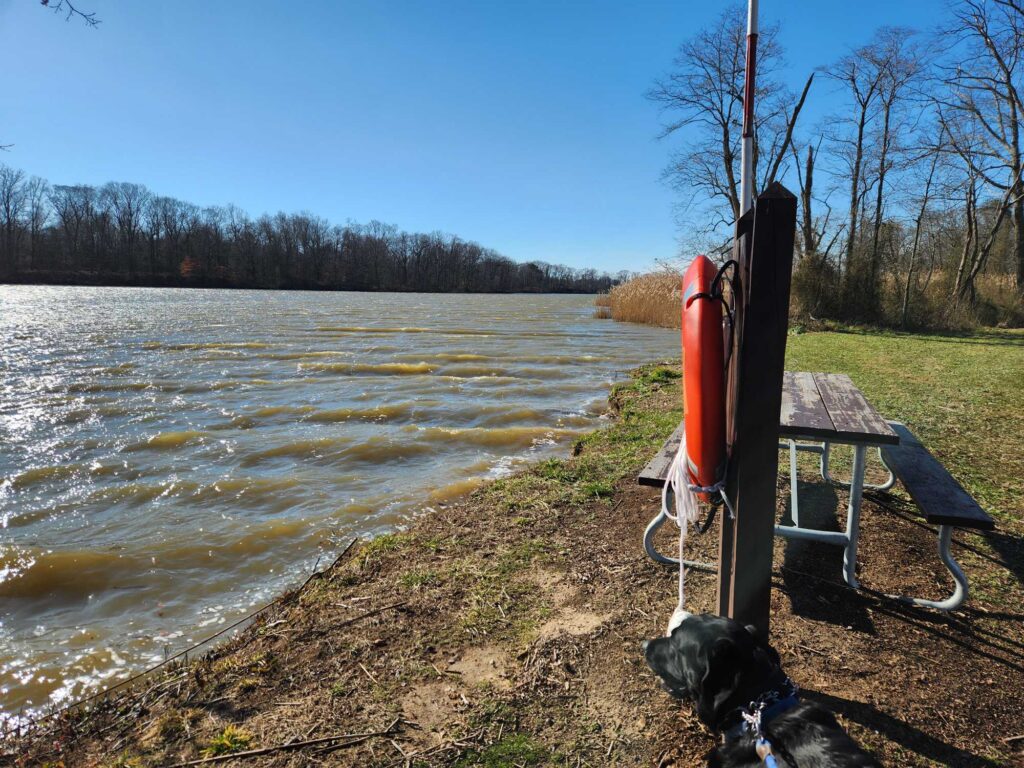 a dog on a leash next to a picnic table and a lake (MyCoast AI)