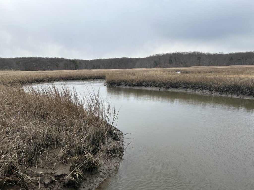 a body of water with grass and trees around it (MyCoast AI)