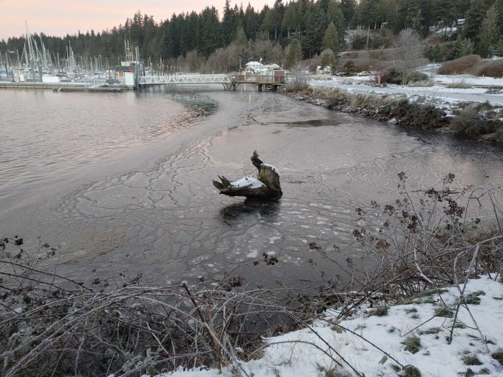 a bird sitting in a lake (MyCoast AI)