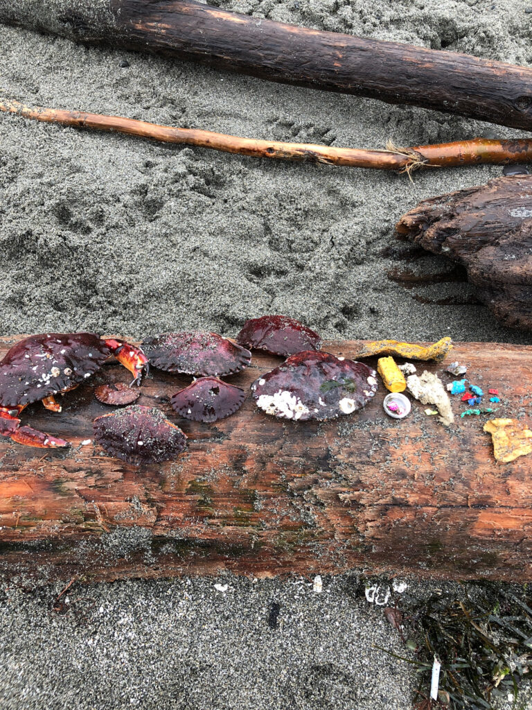 a group of turtles on the ground (MyCoast AI)