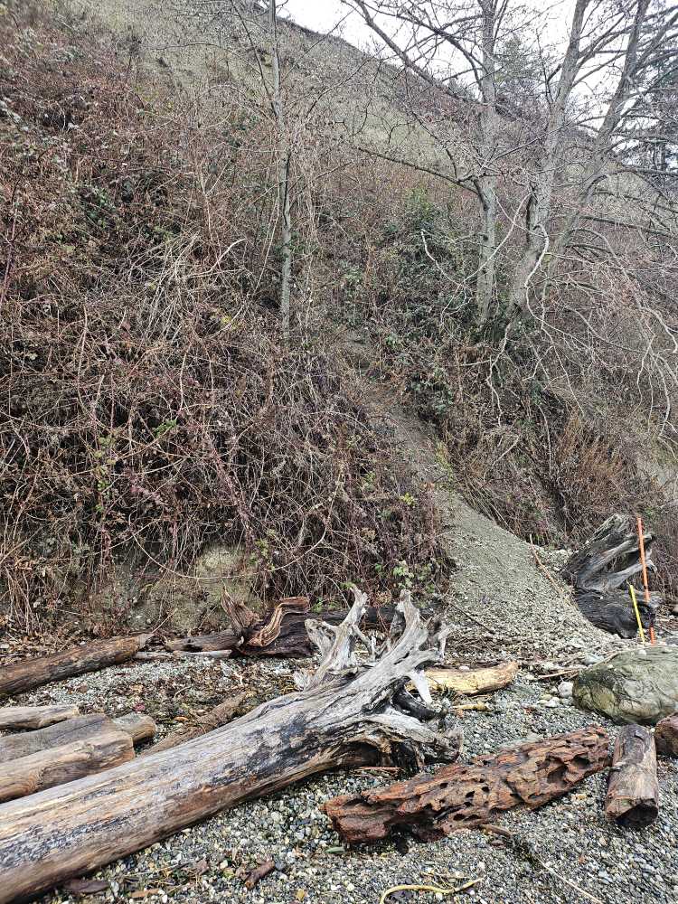 a fallen tree in a forest (MyCoast AI)