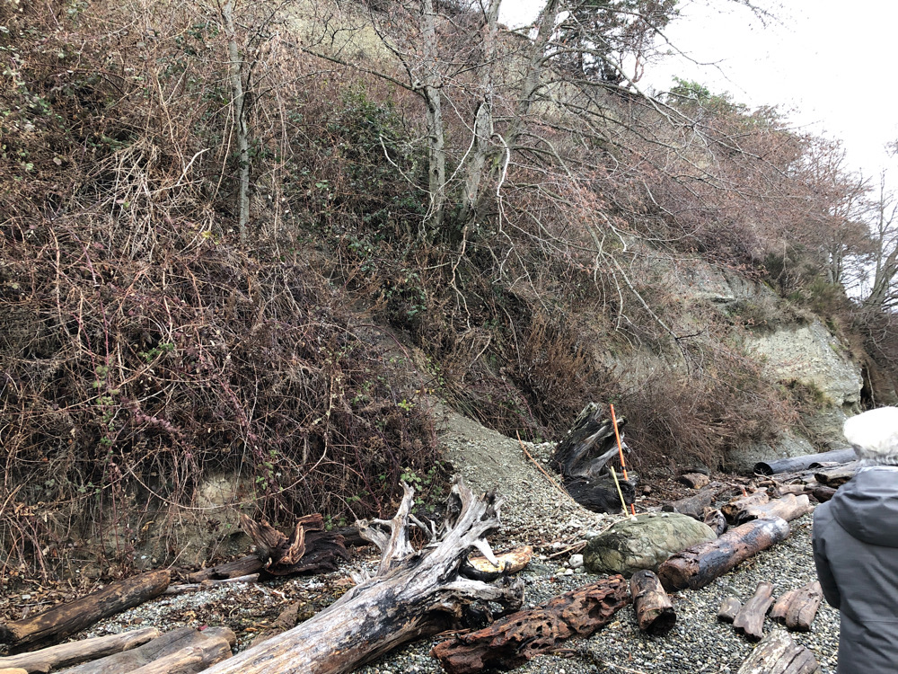 a pile of wood and sticks (MyCoast AI)