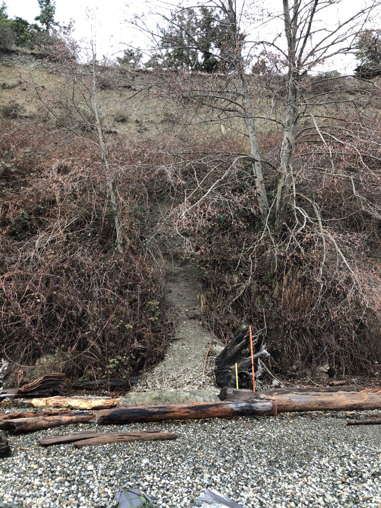 a pile of wood and sticks (MyCoast AI)
