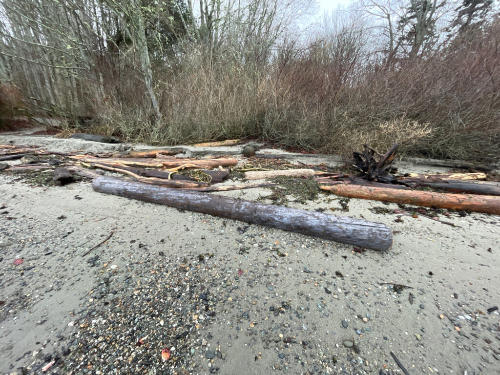 a large log in a forest (MyCoast AI)