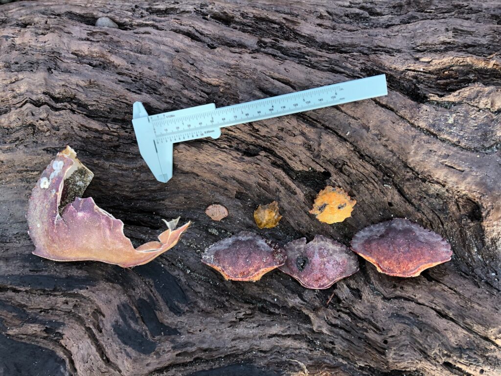 a knife on a rock (MyCoast AI)