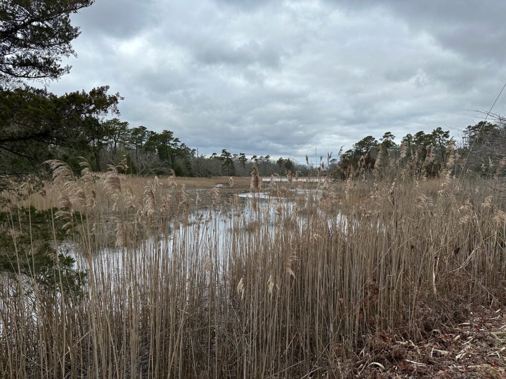 a swamp with trees in the background (MyCoast AI)