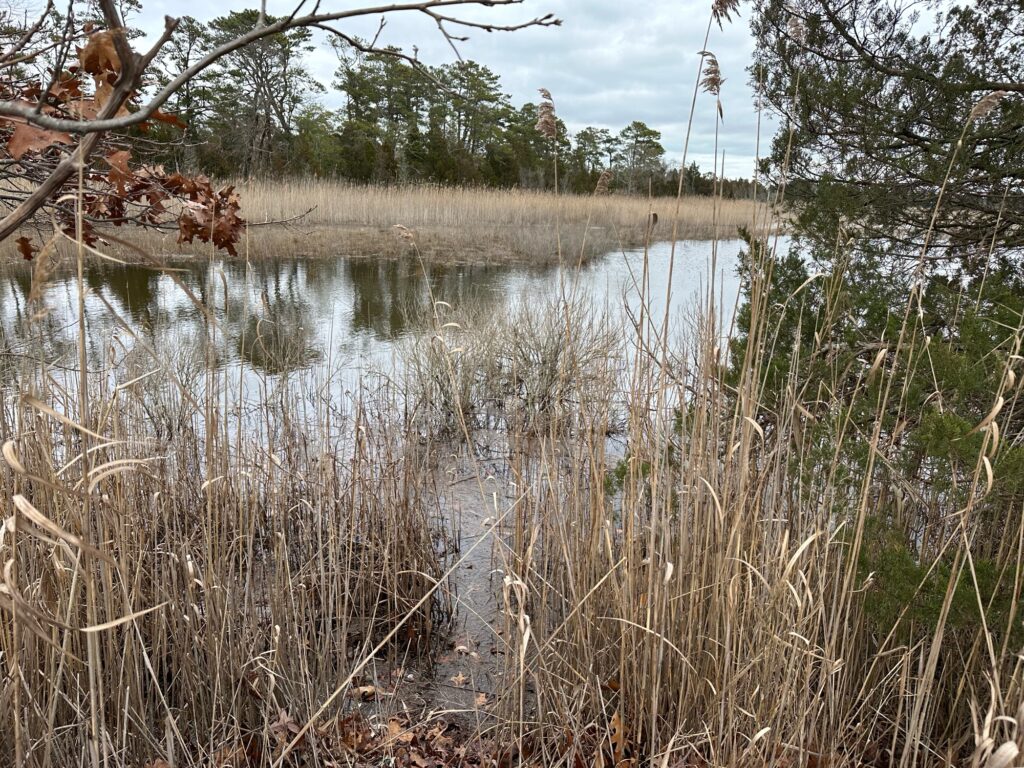 a body of water with tall grass and trees around it (MyCoast AI)