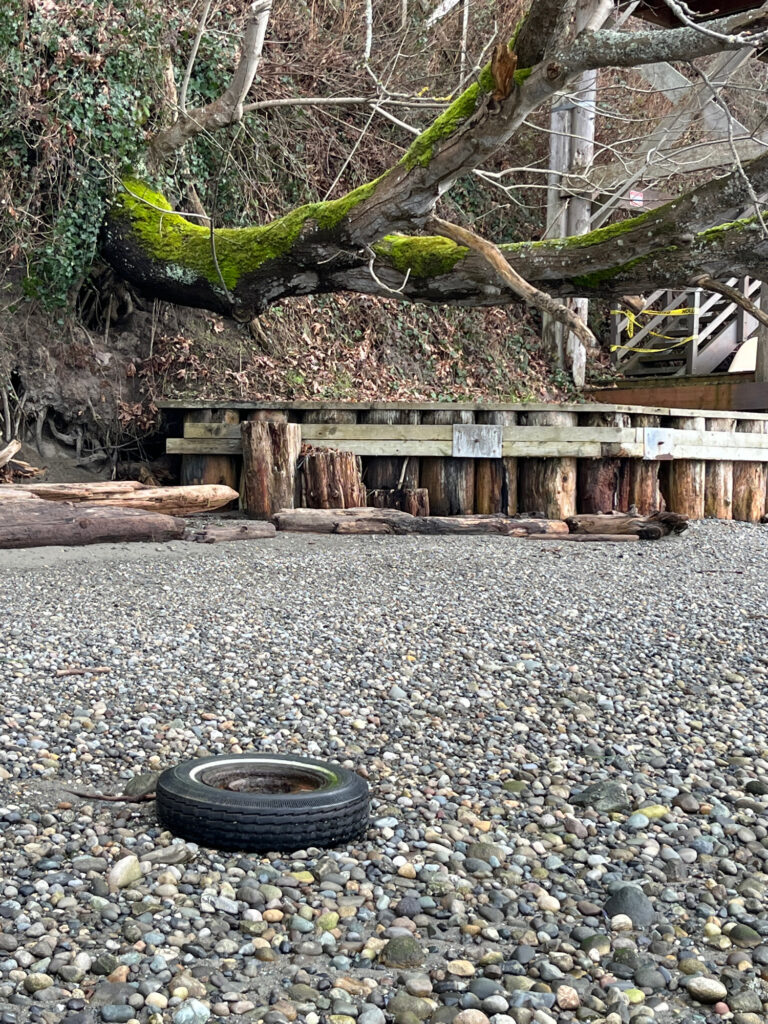 a tree with a tire (MyCoast AI)