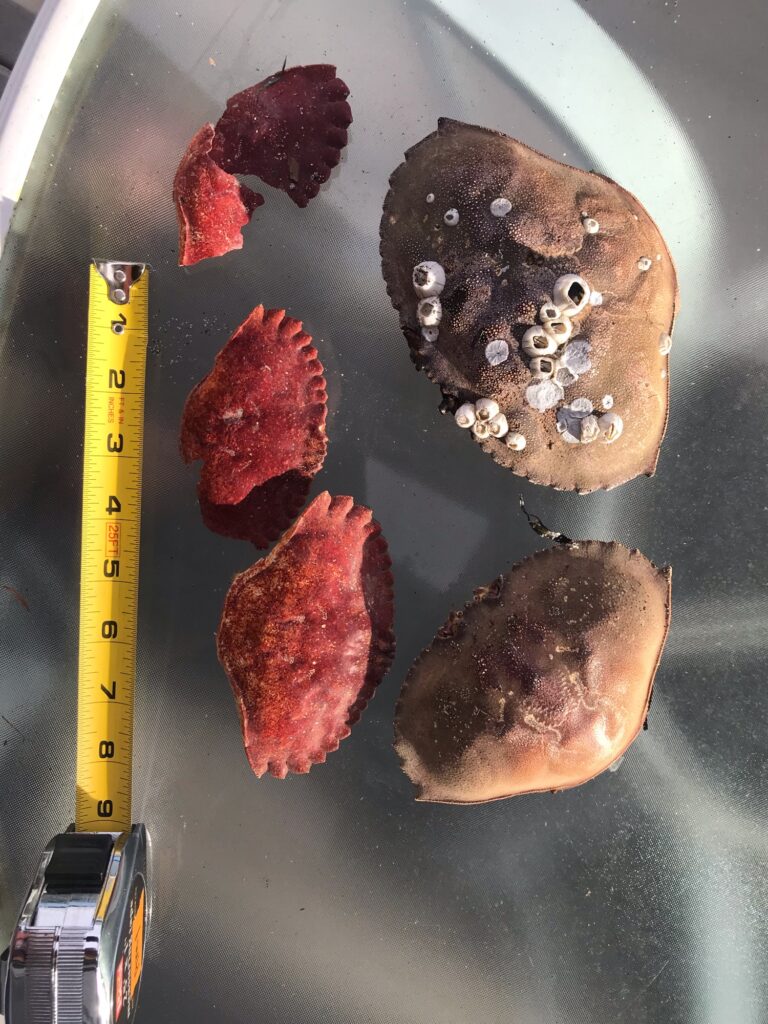 a group of meats on a black surface (MyCoast AI)