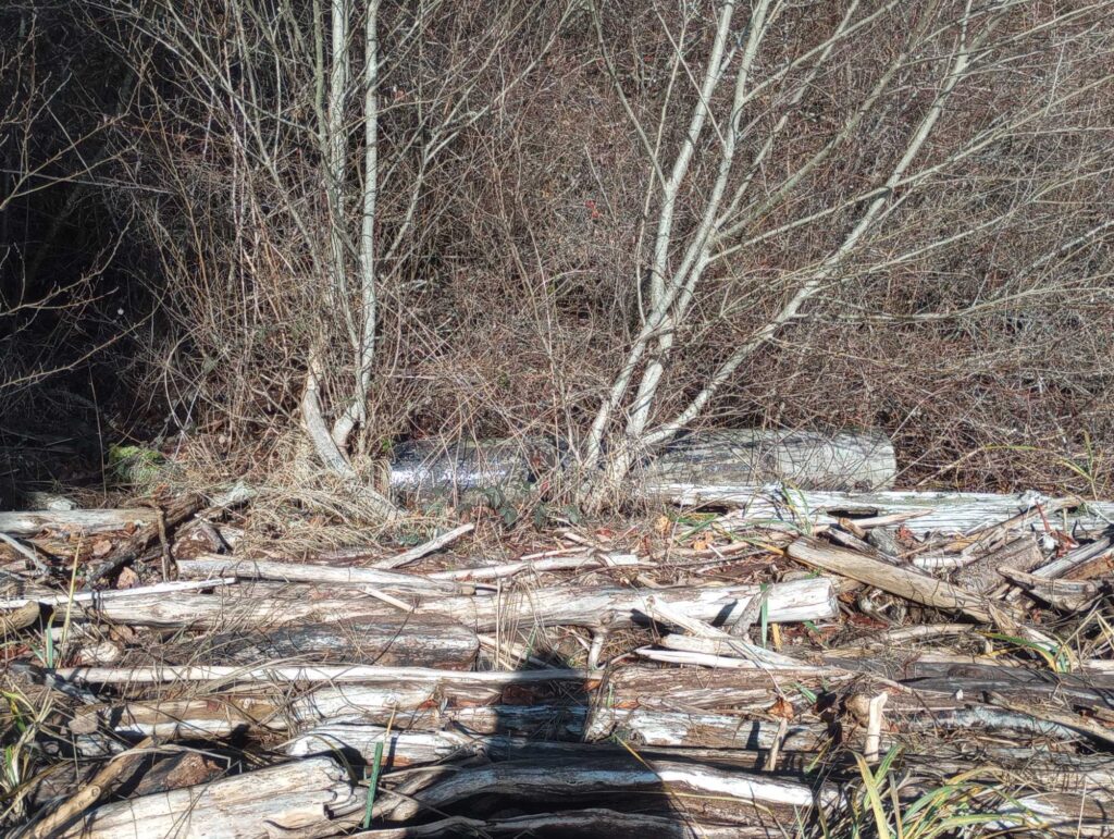 a pile of wood and sticks (MyCoast AI)