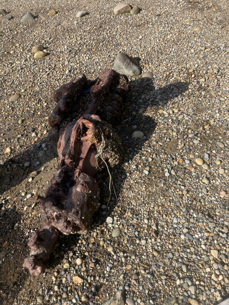 a black and brown frog on a rocky surface (MyCoast AI)