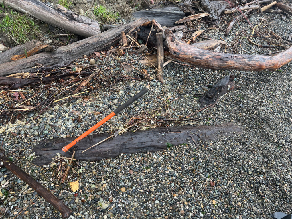 a lizard on the ground (MyCoast AI)