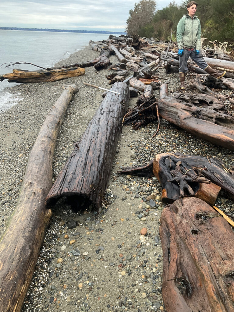 a person standing on a pile of logs on a beach (MyCoast AI)