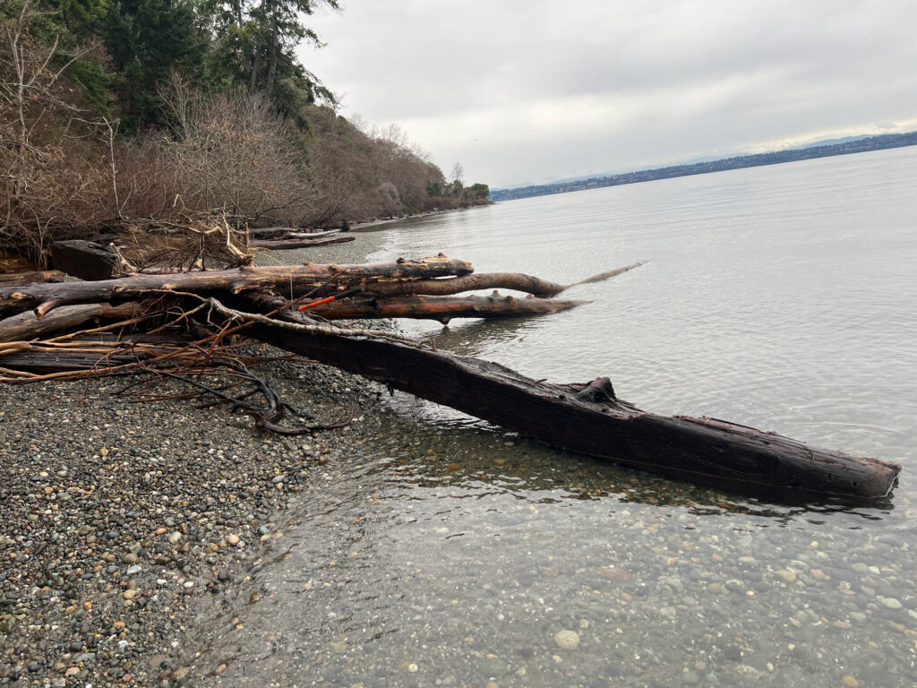 a group of logs on a beach (MyCoast AI)
