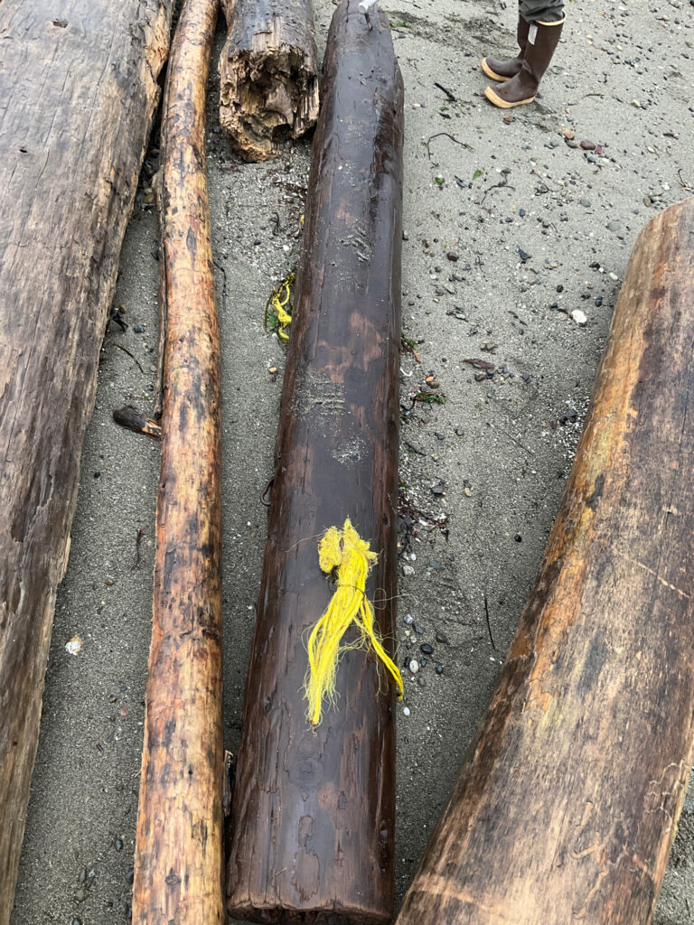 a yellow leaf on a tree stump (MyCoast AI)