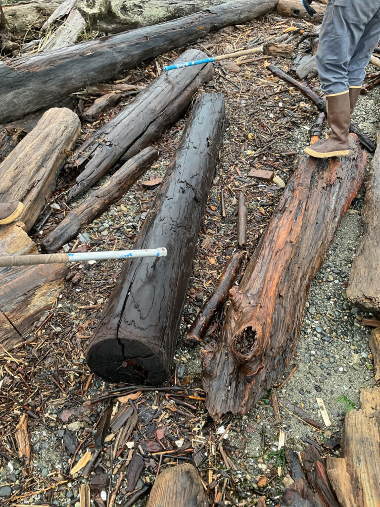 a person standing next to a tree stump (MyCoast AI)