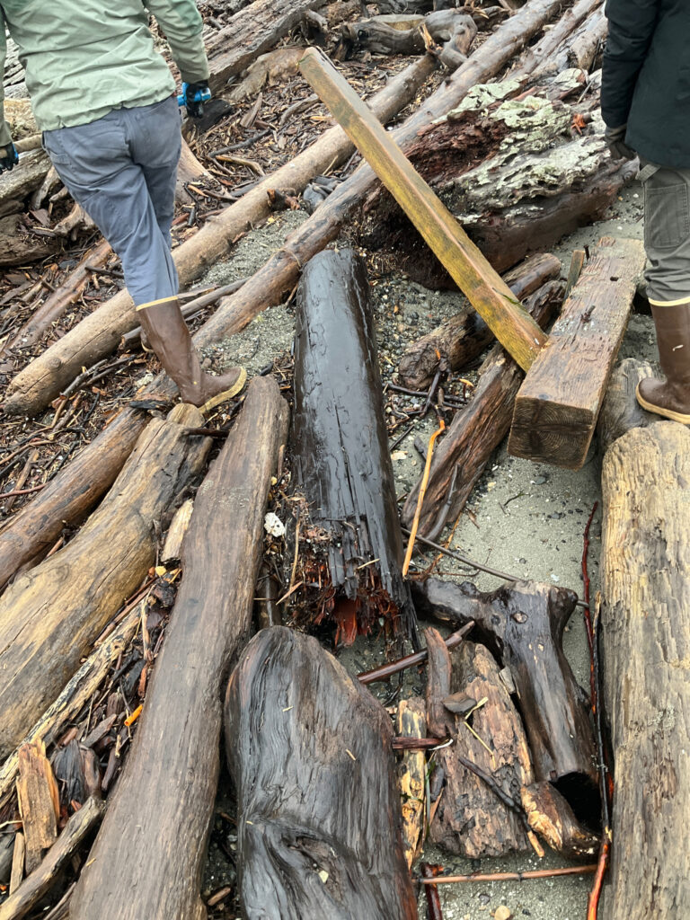 a group of people working on a tree stump (MyCoast AI)