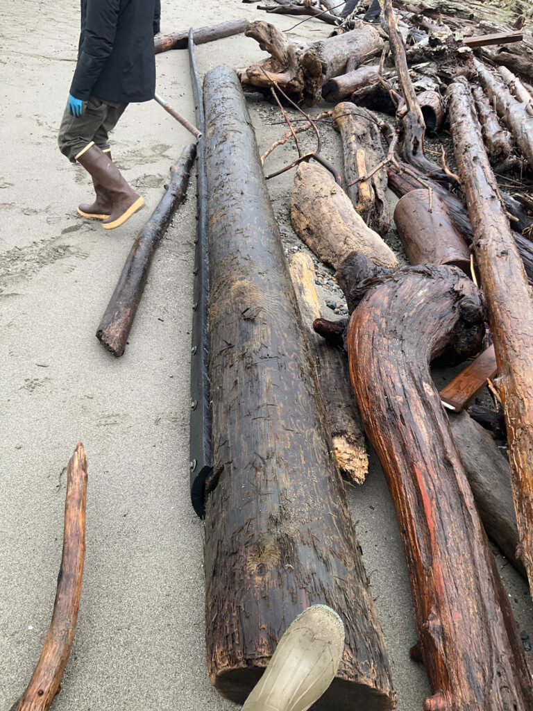 a person standing next to a pile of cut down trees (MyCoast AI)