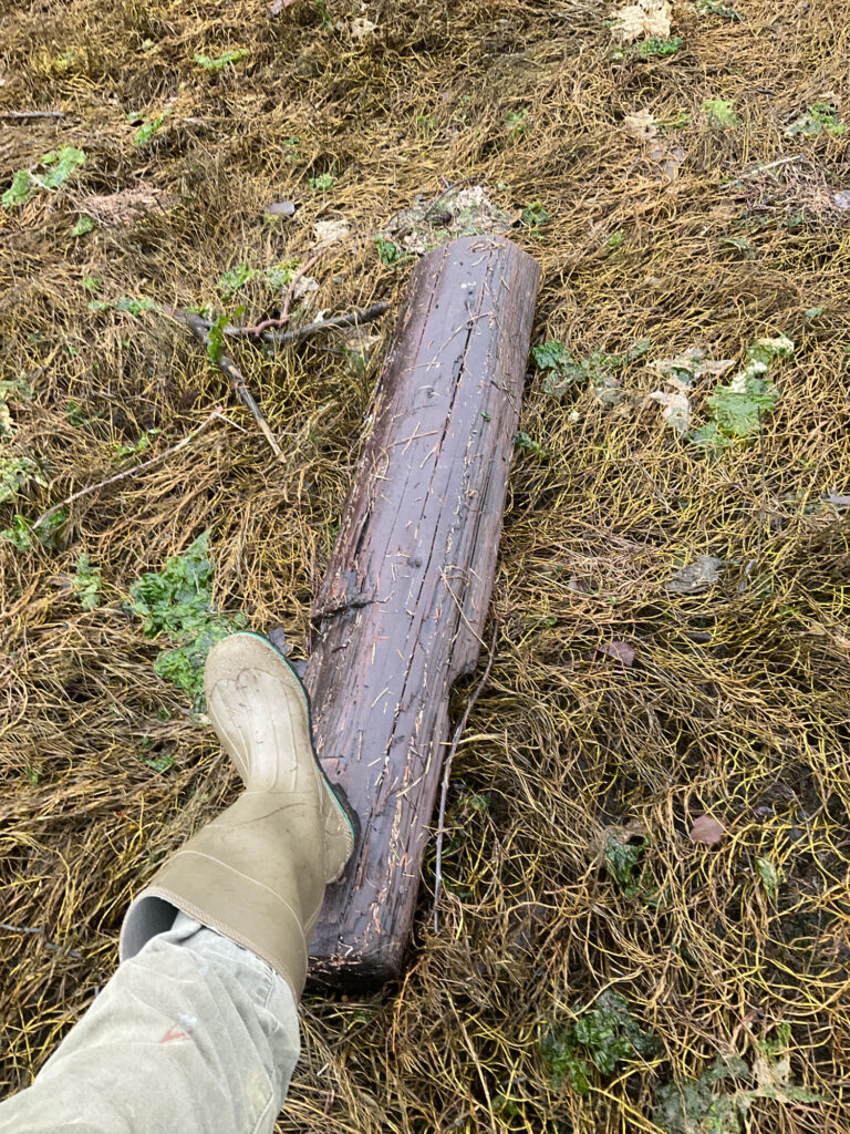 a person's feet on a log in the grass (MyCoast AI)