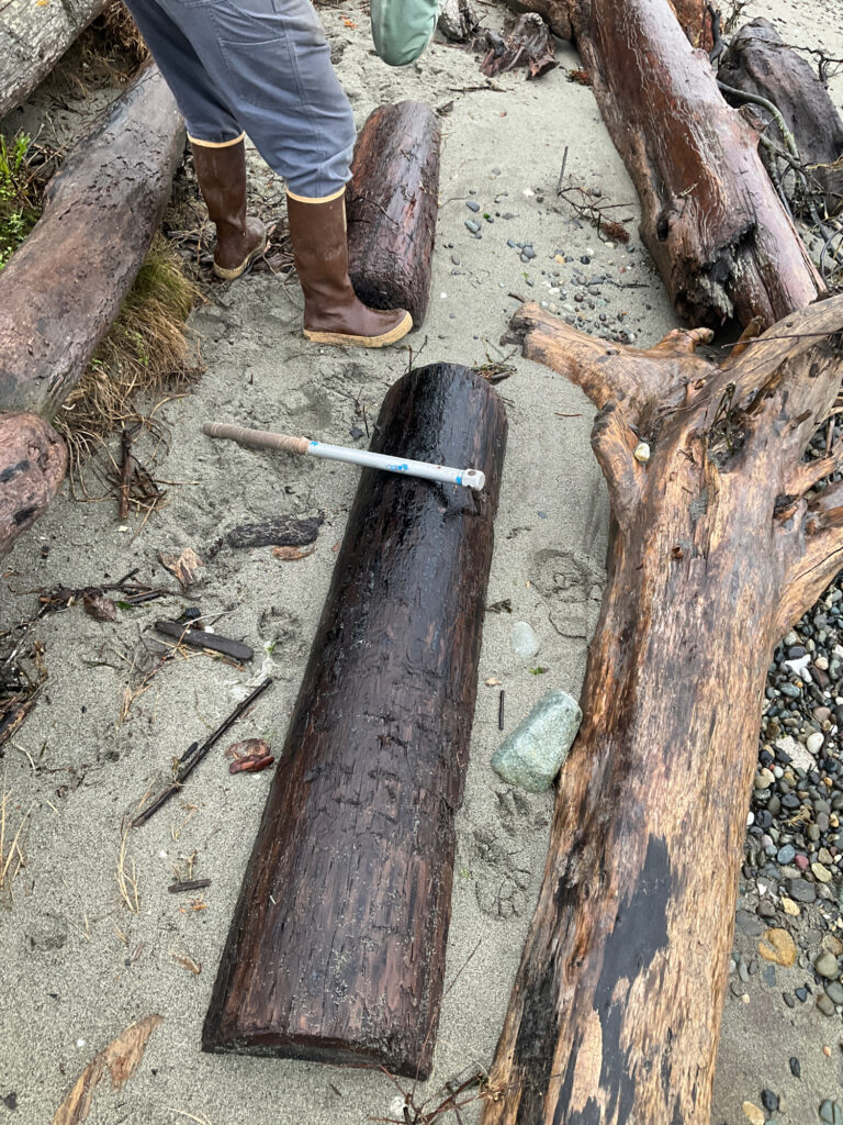 a person standing next to a tree stump with a stick and a shovel (MyCoast AI)