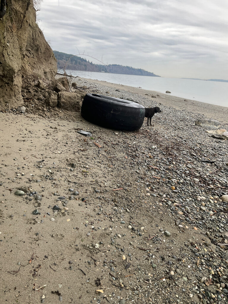 a black object on a rocky beach (MyCoast AI)