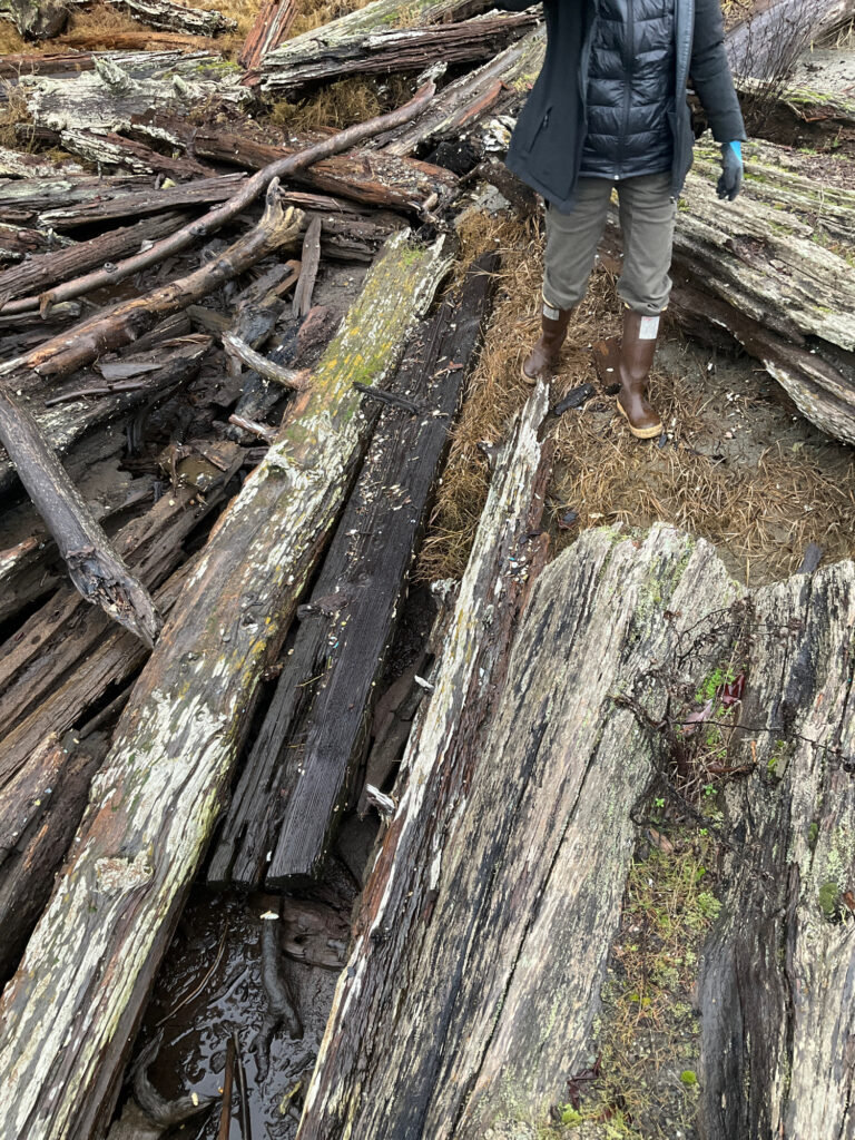 a person walking on a path with fallen trees (MyCoast AI)