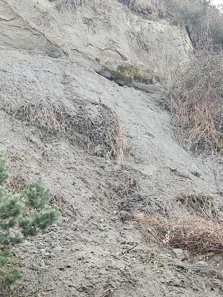 a rocky hillside with plants (MyCoast AI)