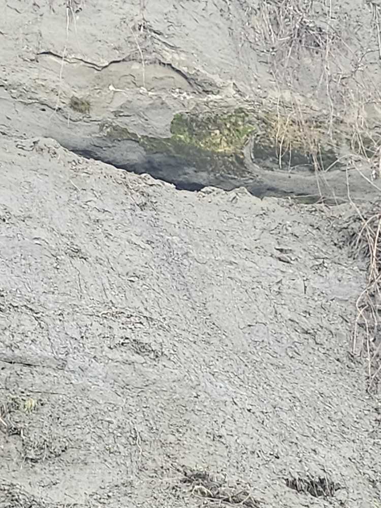 a rocky area with trees (MyCoast AI)
