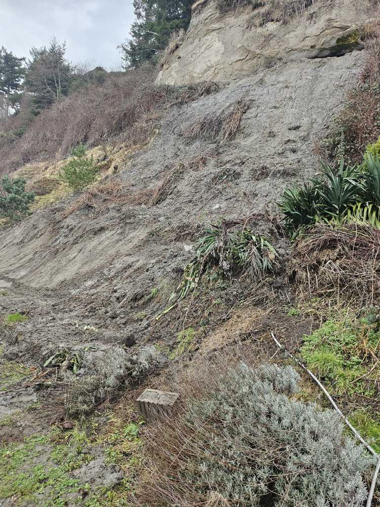 a rocky hillside with plants and trees (MyCoast AI)