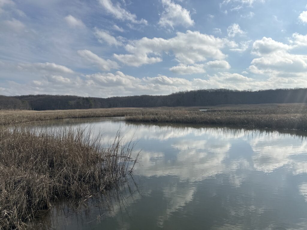 a lake with trees and grass (MyCoast AI)