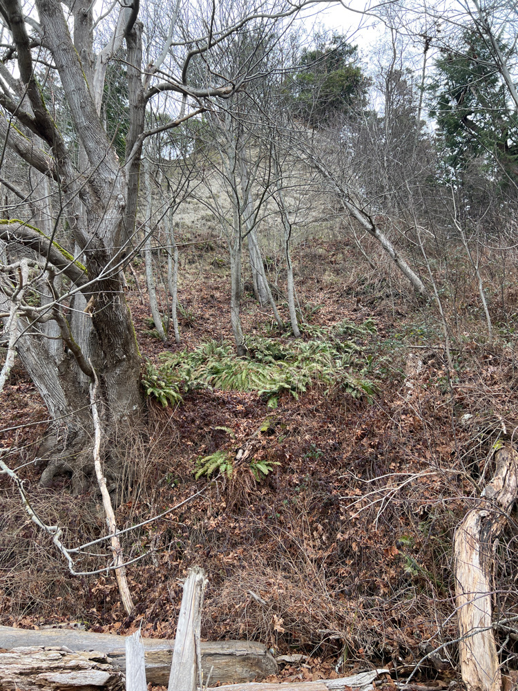 a forest with trees (MyCoast AI)