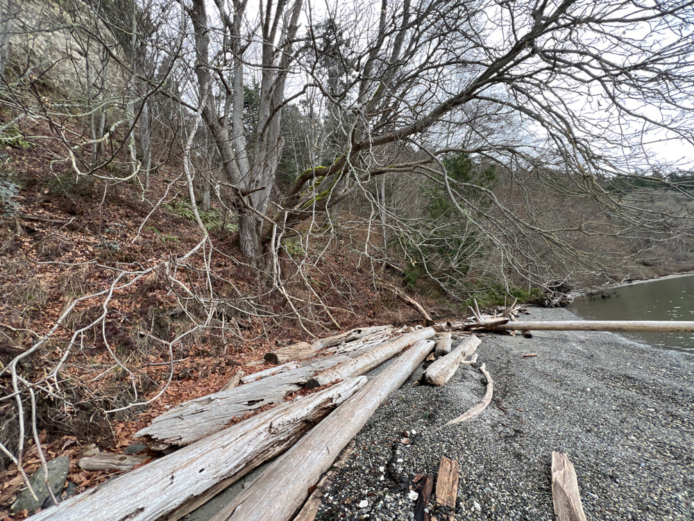 a fallen tree on a road (MyCoast AI)