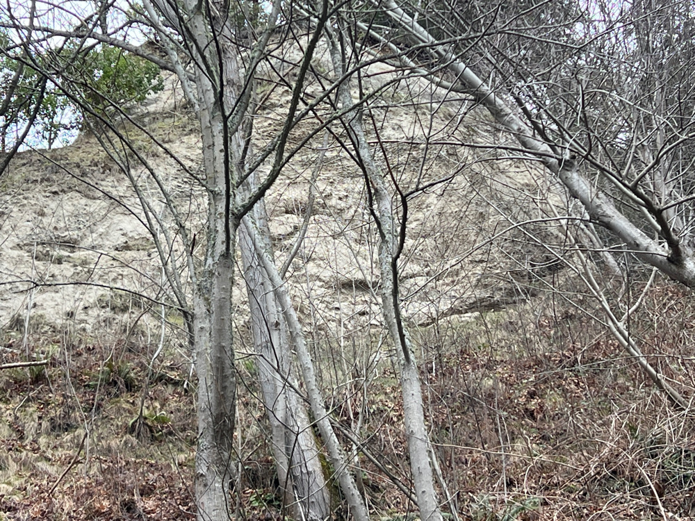 a group of trees in a field (MyCoast AI)
