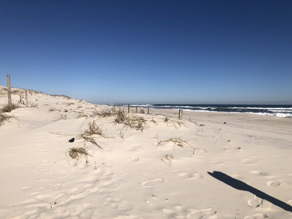 a sandy beach with plants and water (MyCoast AI)