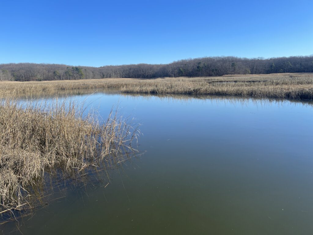 a body of water with trees in the background (MyCoast AI)