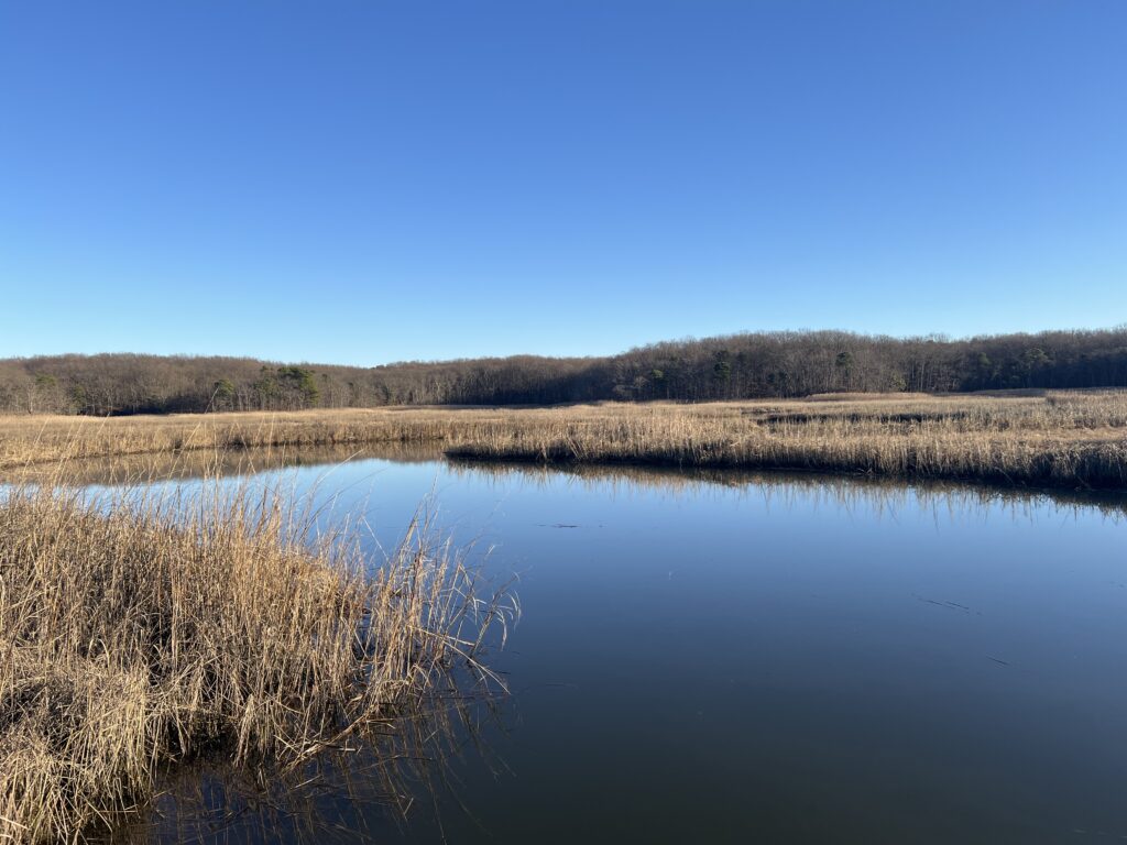 a body of water with grass and trees in the background (MyCoast AI)