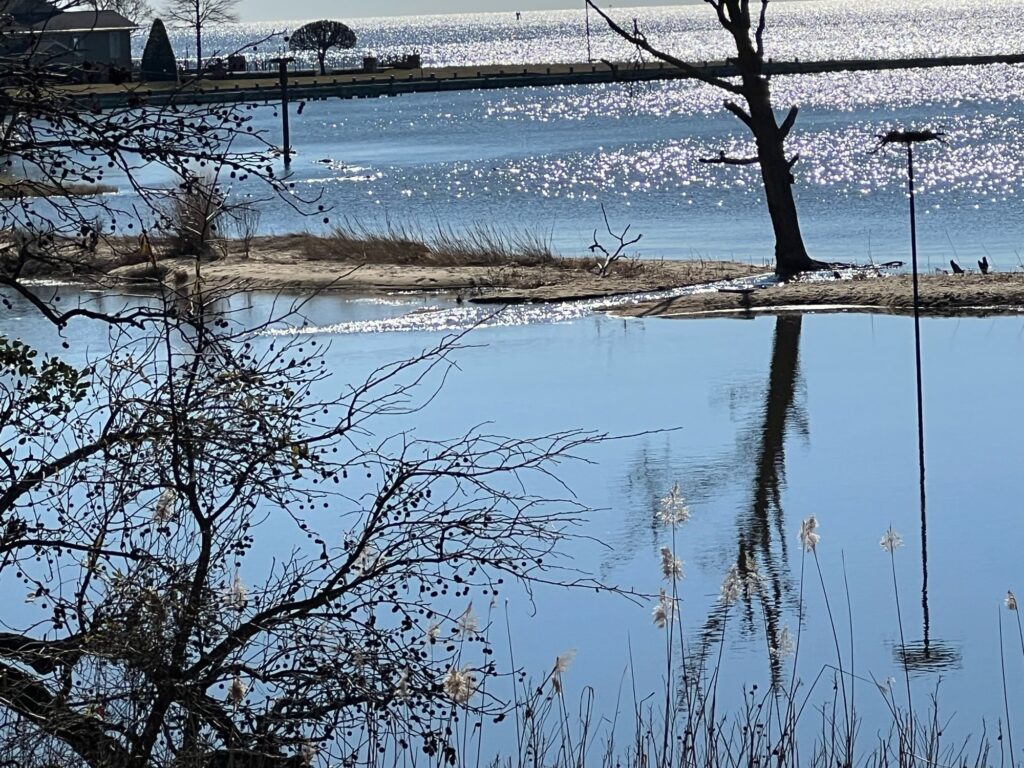 a body of water with trees and a beach in the background (MyCoast AI)