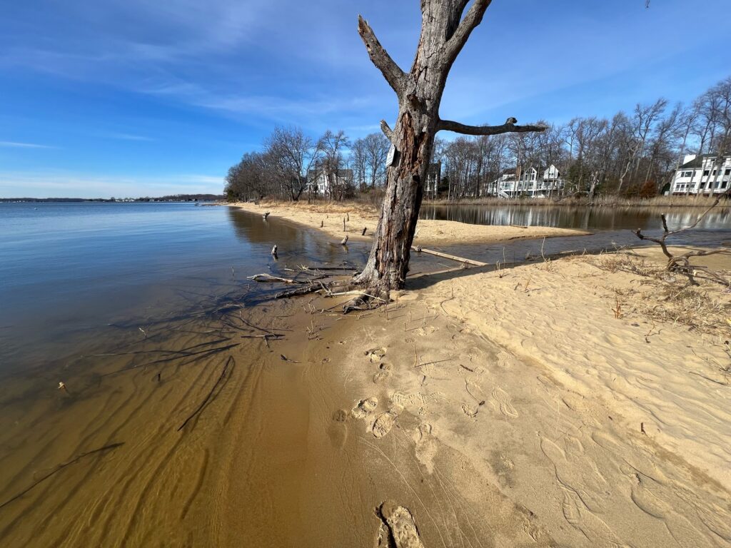a tree on a beach (MyCoast AI)