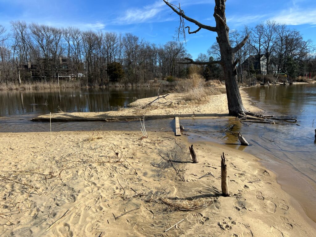 a tree in a swamp (MyCoast AI)