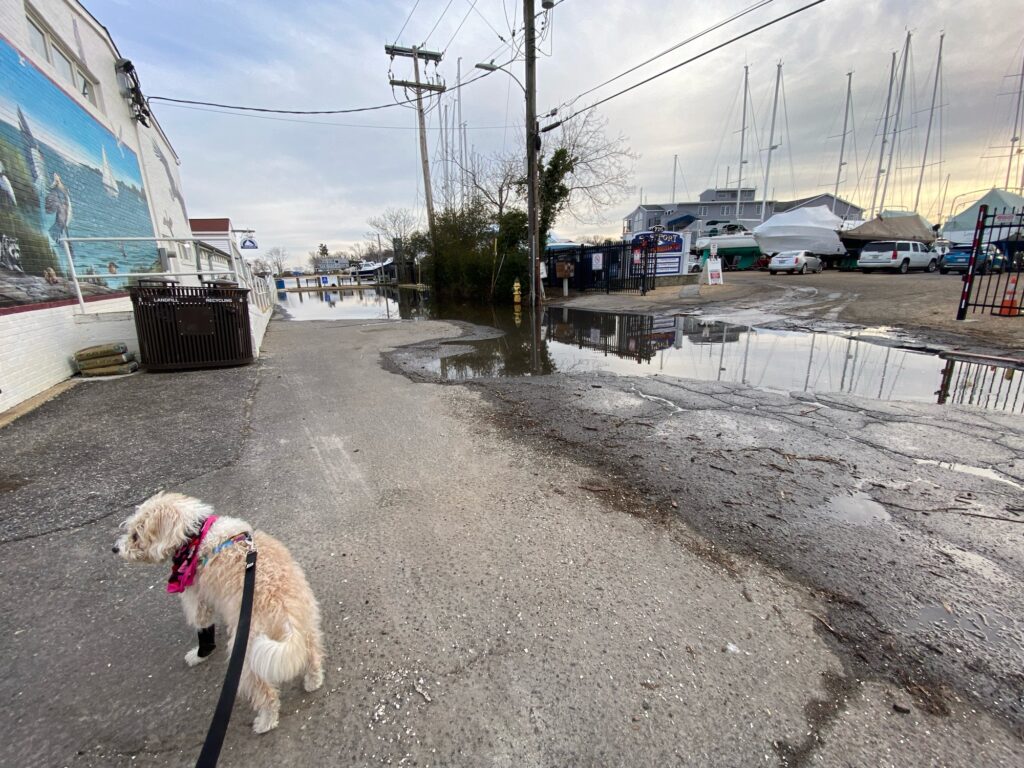 a dog on a leash on a street (MyCoast AI)