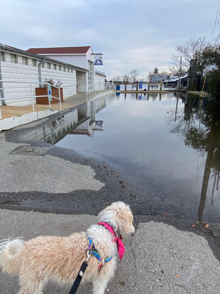 a dog looking at a body of water (MyCoast AI)