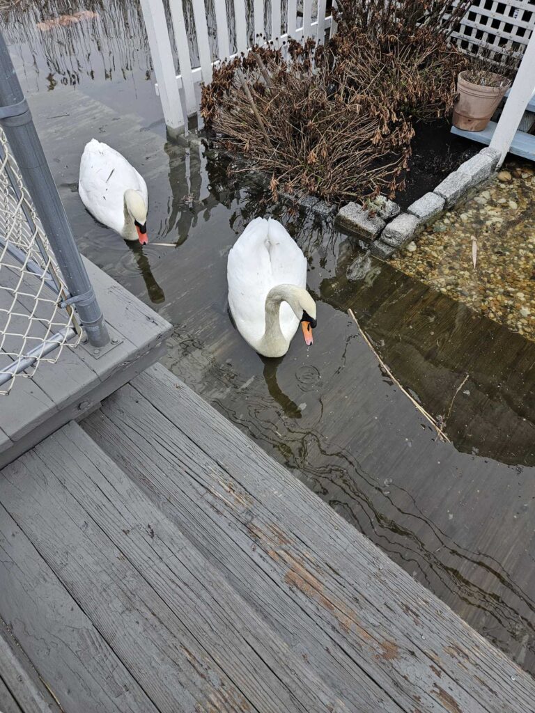 two white swans in a pond (MyCoast AI)