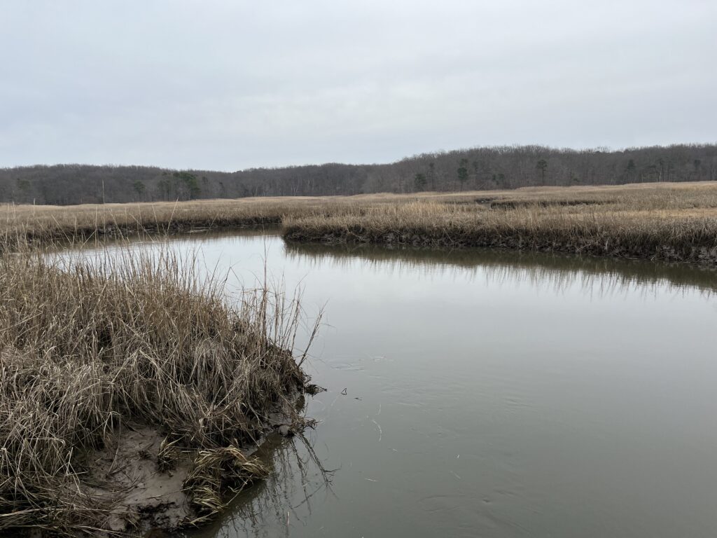 a body of water with grass and trees in the background (MyCoast AI)