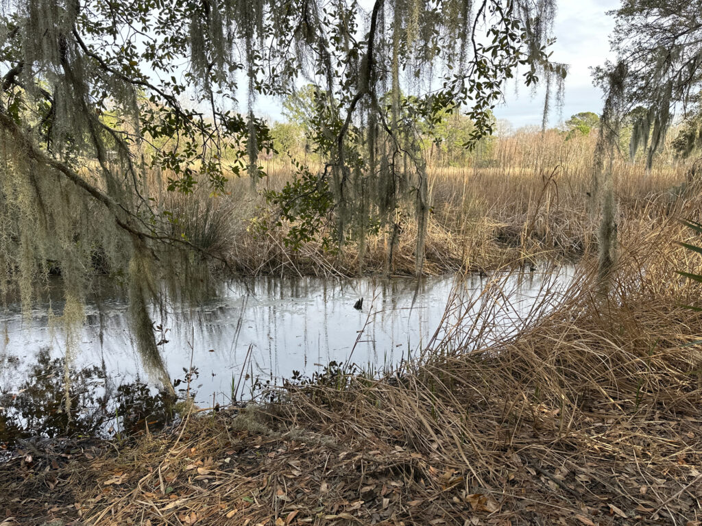 a swamp with trees and grass (MyCoast AI)