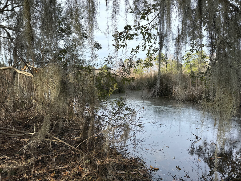 a river with trees and grass (MyCoast AI)