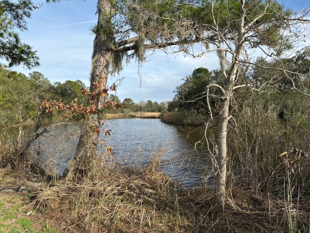 a body of water with trees around it (MyCoast AI)
