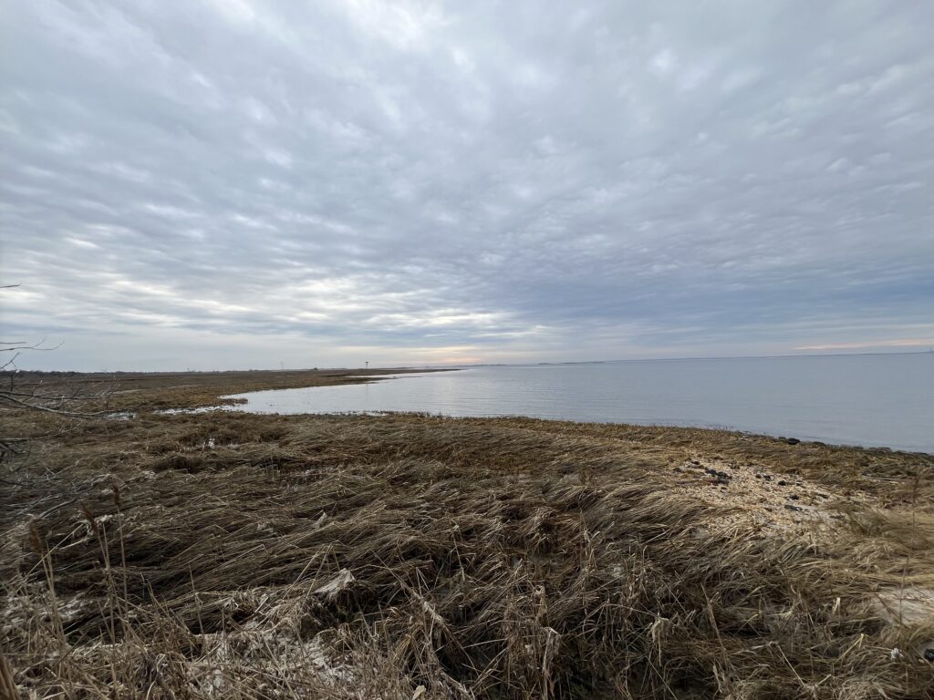 a beach with grass and water (MyCoast AI)
