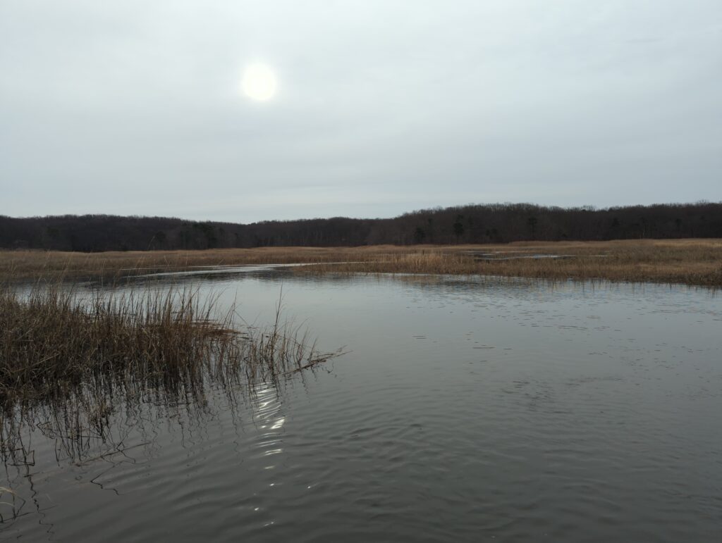 a body of water with grass and trees in the background (MyCoast AI)