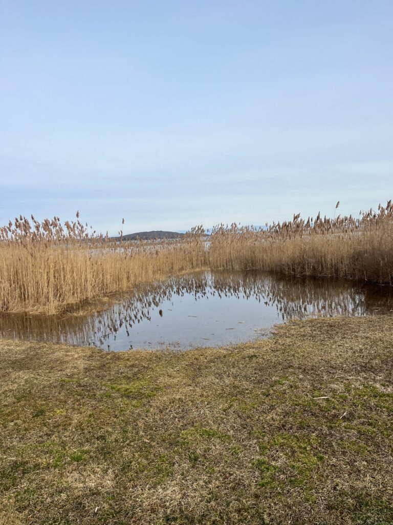 a small pond in a field (MyCoast AI)