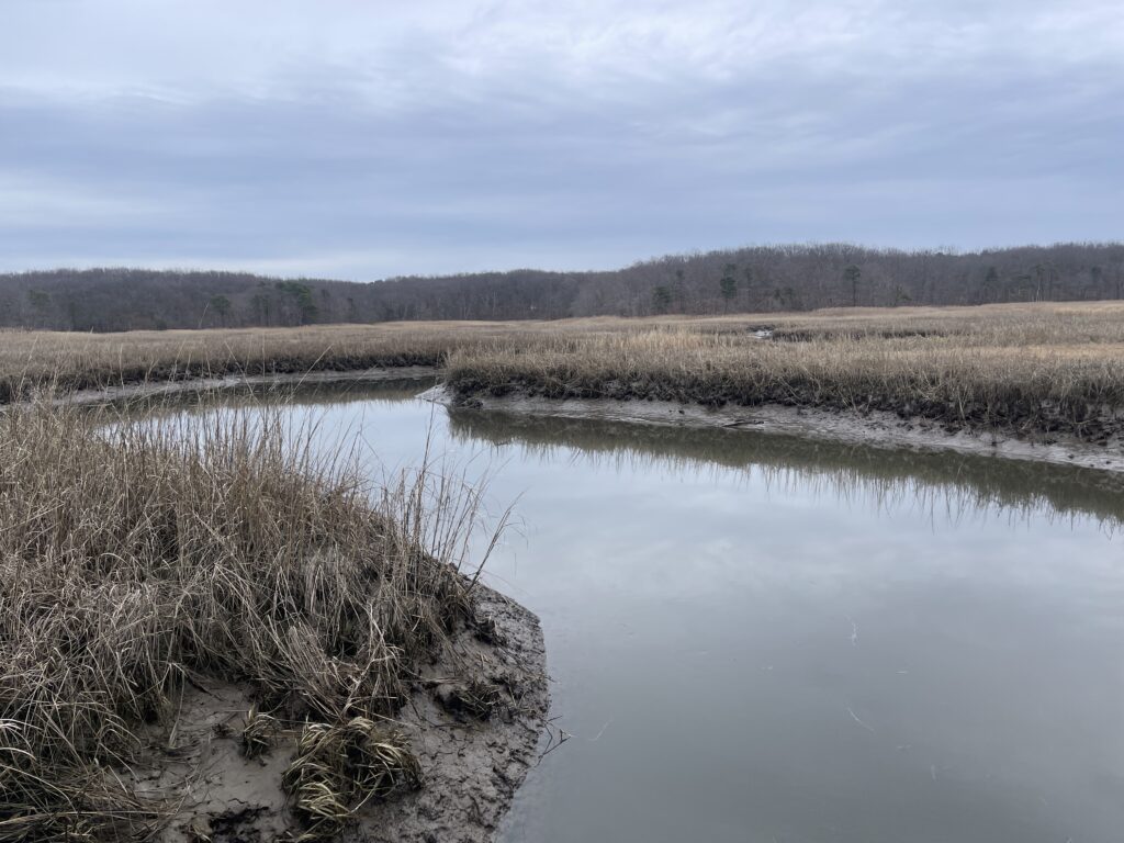 a body of water with grass and trees around it (MyCoast AI)